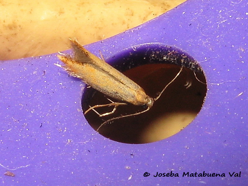 Coptotriche marginea - Tischeriidae ?